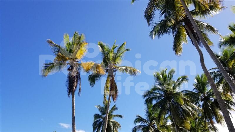 Go-dominican-Life-Beachfront-Land025