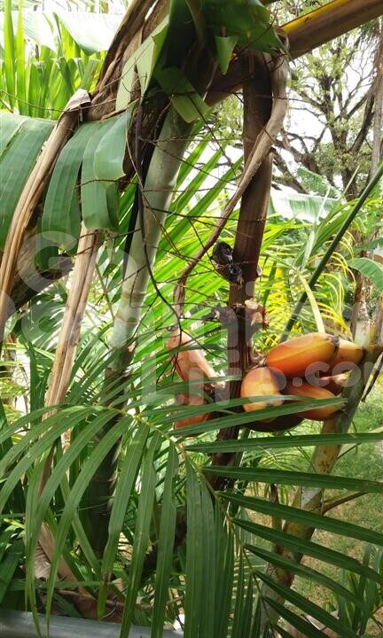 Sosua- Las-Terrenas-Real-Estate-villa-for-sale041