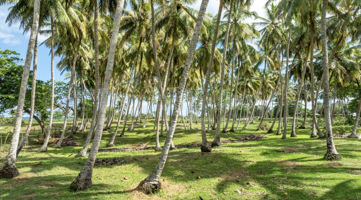 cabarete-land-17,410m2-7