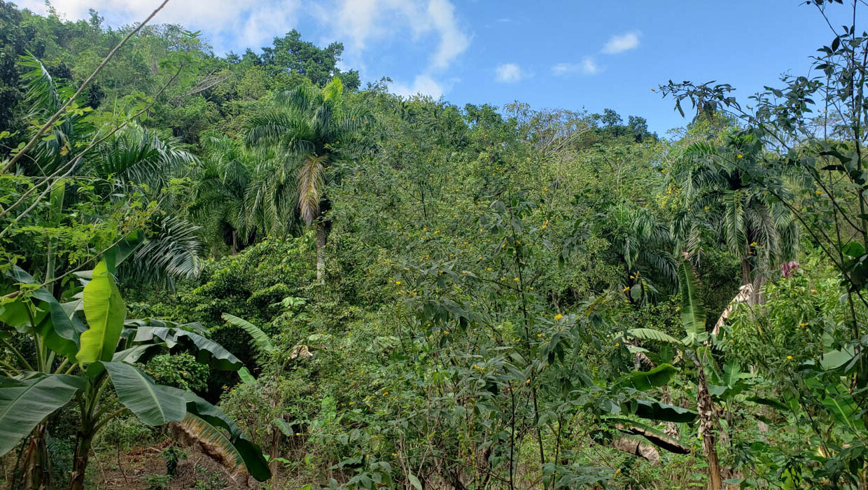 Opportunity-Land-ForSale-Las-Terrenas-113
